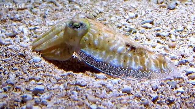 Удивительные животные, способные менять свой цвет смотреть онлайн