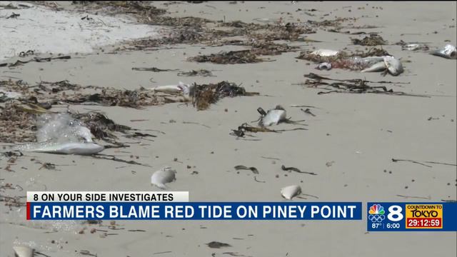 Shellfish business owner blames Piney Point for recent red tide in Tampa Bay смотреть онлайн
