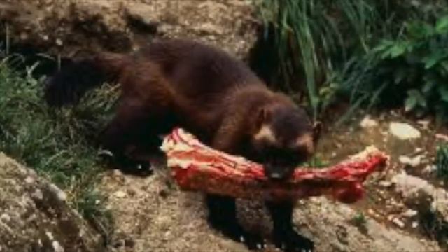 Как выглядит росомаха? свирепый и хитрый хищник смотреть онлайн