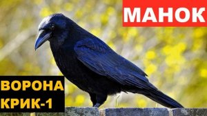 ?ГОЛОС (МАНОК) ВОРОНА КРИК 1