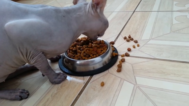 Сфинкс кушает смотреть онлайн