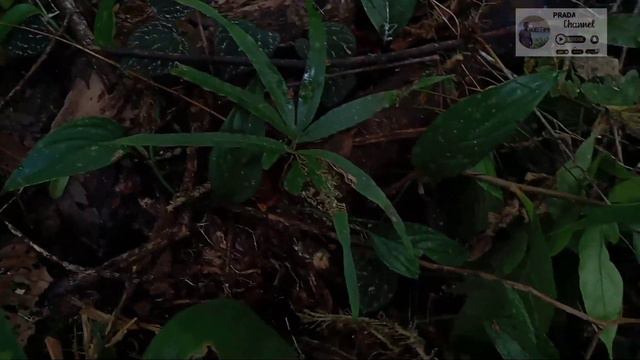 BERBURU TANAMAN HIAS DI HUTAN || KETEMU ALOCASIA ZEBRINA ELEPHANT EAR смотреть онлайн