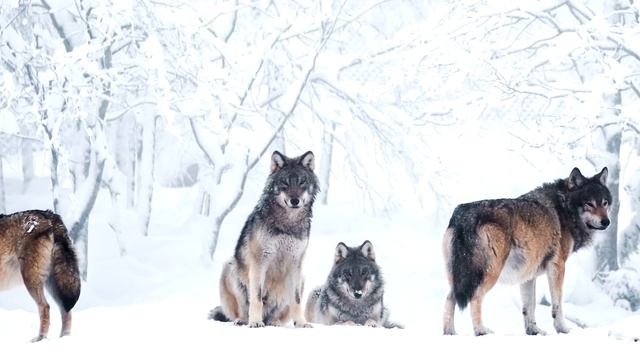 Спасая волков из ледяного плена, егерь даже и представить не мог, как они его отблагодарят...