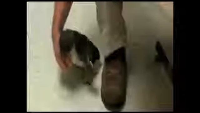 Маленький пингвинчик... смотреть онлайн