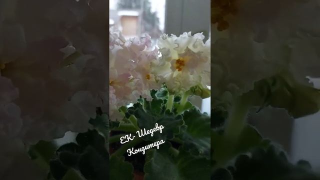 Фиалка сорта ЕК -Шедевр Кондитера#фиалки #домашниецветы смотреть онлайн