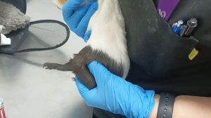 Как делать укол морской свинке 🐹