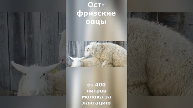Ост фризские овцы/Продуктивные породы овец смотреть онлайн