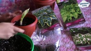 Посадка хост в горшки