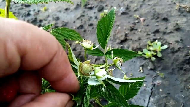 малина сорта маравилла. смотреть онлайн