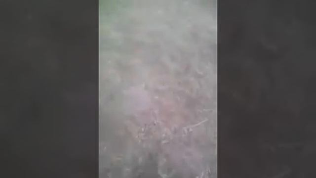 Я и Максим ищем Сергея (предателя) сбежали из лагеря,убежали от дядьки с собакой (не засняли)сорри смотреть онлайн