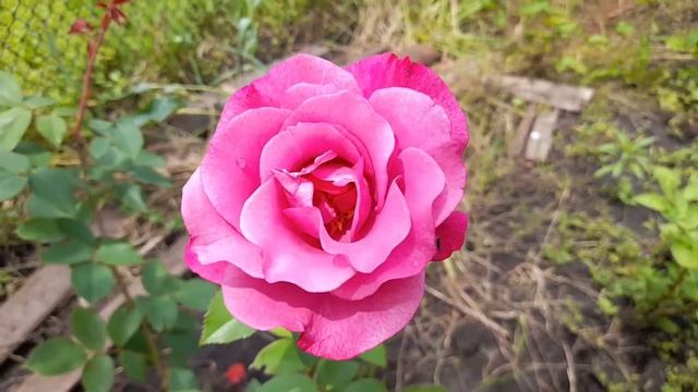 Роза Блю Вандер. Условно "голубые" розы.Роза Шартрез де Парм. Первое цветение. смотреть онлайн