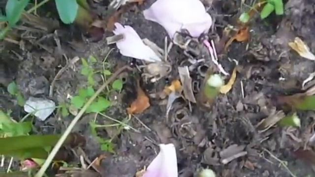 больные пионы,поиск причин,как им помочь? смотреть онлайн