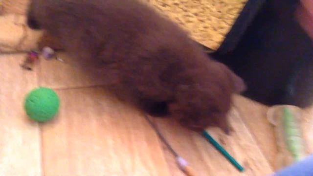 Шоколадный британский котенок смотреть онлайн