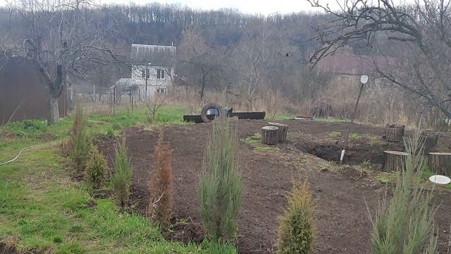 ПОСАДИЛИ декоративный БЕЛЫЙ КЛЕВЕР и ВКУСНОЕ УКРАШЕНИЕ сада - ЧЁРНУЮ ПЛАКУЧУЮ ШЕЛКОВИЦУ смотреть онлайн