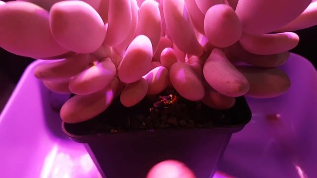 Moonstones (Pachyphytum Oviferum) Care Guide (For Marija) смотреть онлайн