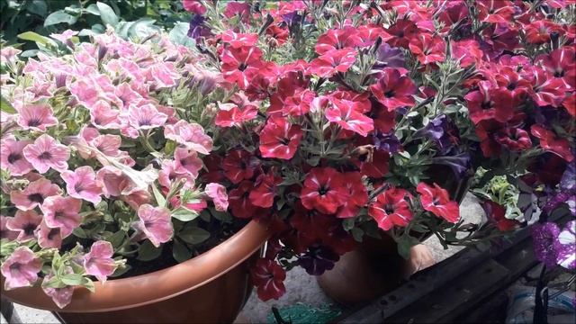 Петуния - шар. Как добиться пышного цветения петунии? смотреть онлайн