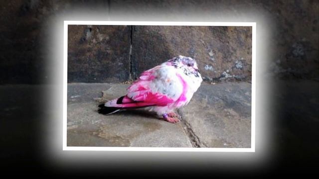 РОЗОВЫЙ ГОЛУБЬ (Pink Рigeon) смотреть онлайн