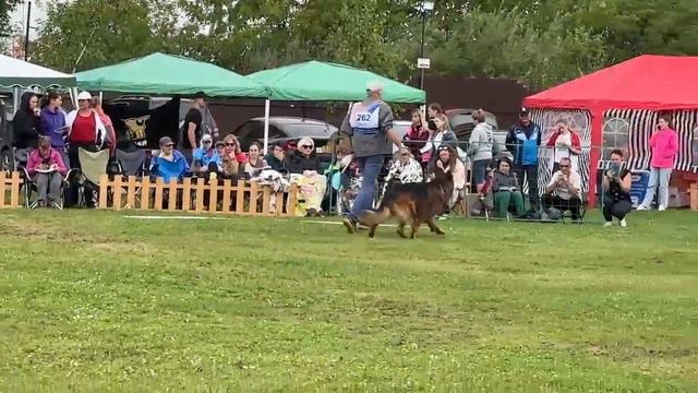 ПП кобели дш 254-271 от Бажуковой