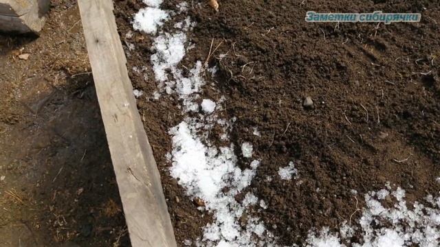 Первые посевы 2 апреля 2022. Посев в теплице смотреть онлайн