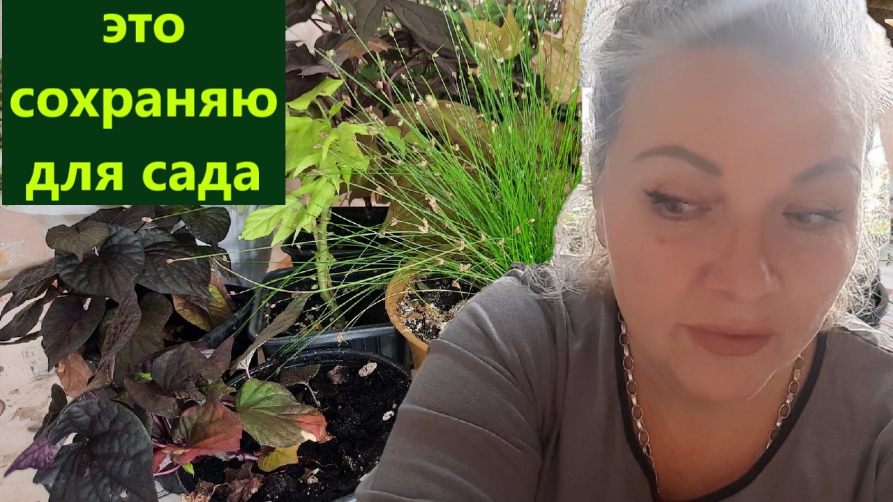 Декоративно-лиственные для сада. Сохраняю и размножаю. Часть 3. смотреть онлайн