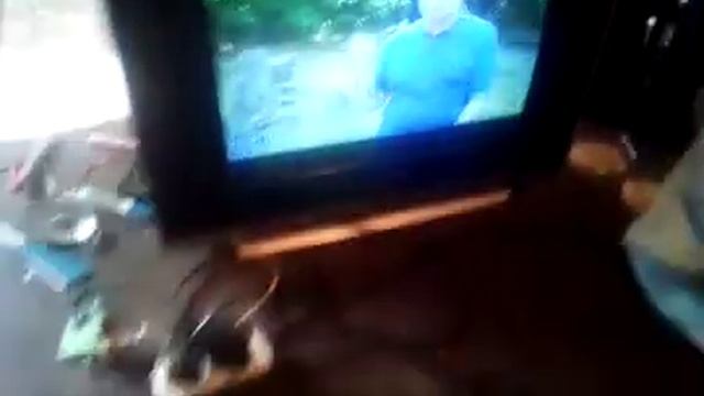 для народа.проще некуда.тв самсунг.нет изображения и звука. смотреть онлайн