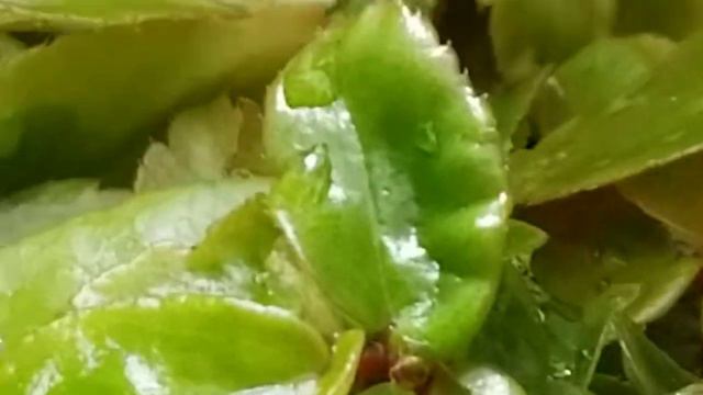 BEGONIA FOLIOSA 'CASCADE' PLANT смотреть онлайн