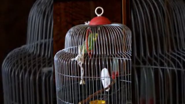 Попугай Кешка говорит и поёт смотреть онлайн