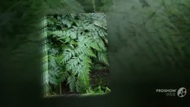 Davallia - garden plants смотреть онлайн