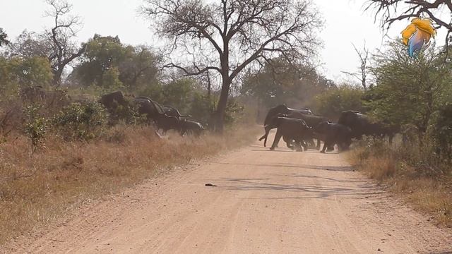 Kruger National Park Elephant Stampede | Latest Kruger Sightings смотреть онлайн