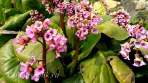 Бадан толстолистный - лечебные свойства и применение