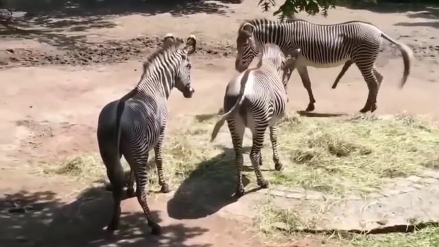 Zebra mating in zoo смотреть онлайн
