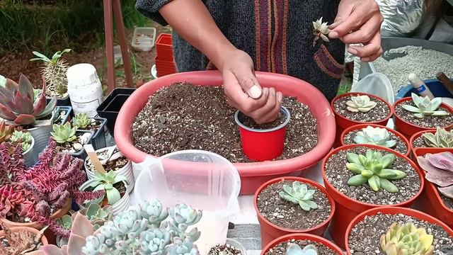 NUEVAS SUCULENTAS DE ESUEÑO #echeveria #haworthia #suculentas