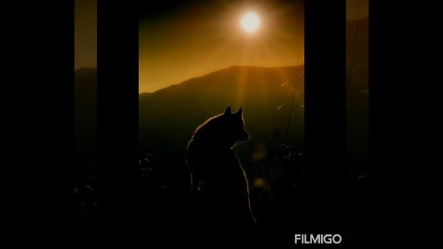 Душа волка. Кристина Прилепина- Волчья доля смотреть онлайн