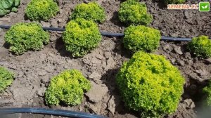 Салат Левистро (Rijk Zwaan)