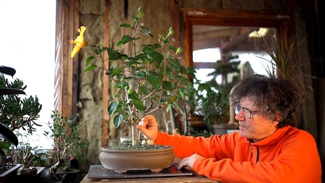 Pruning My Yellow Hibiscus Bonsai, The Bonsai Zone, Dec 2020 смотреть онлайн