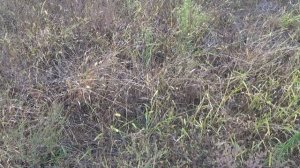 Новая охота на перепела.mp4