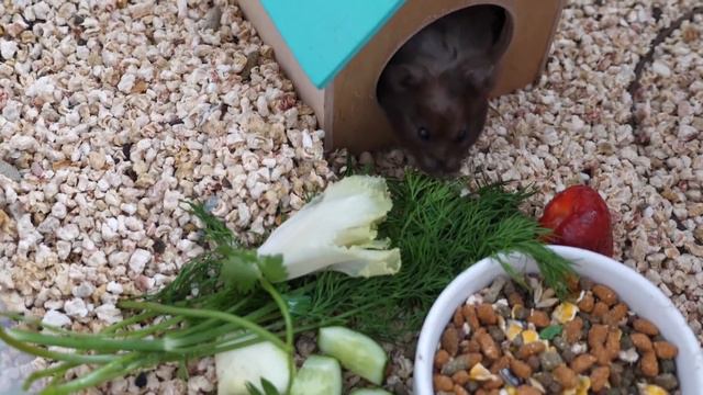 VLOG Наша комната с животными смотреть онлайн