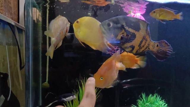 Giving Cowpea(Barbatti)To my Monster fishes! 🔥|Oscar, RTC, Parrot, Severum,etc|Nikhil Patle 2022| смотреть онлайн