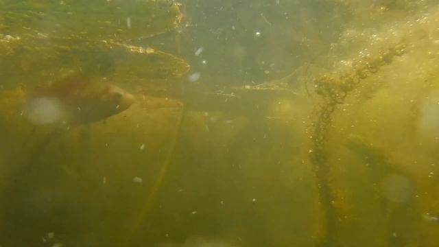 Pond Life with Fujifilm XP120 смотреть онлайн