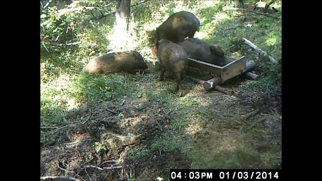 Сеголетки смотреть онлайн