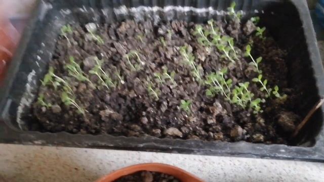 Обзор рассады в начале апреля. Как все выросло. Что нового было посажено смотреть онлайн