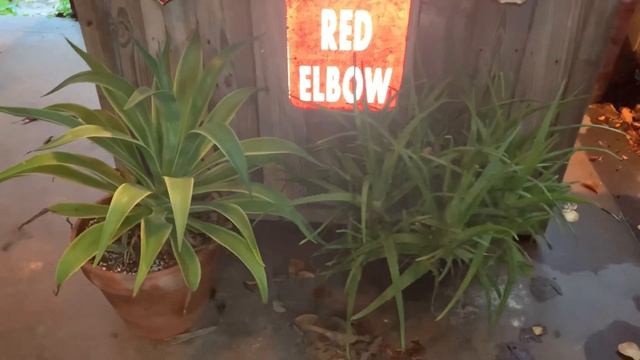 Bringing in outdoor succulents for winter! смотреть онлайн