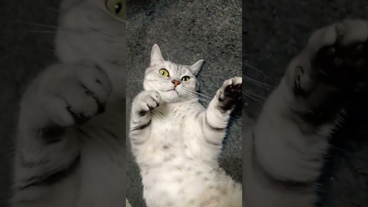 Милый котик #Shorts смотреть онлайн