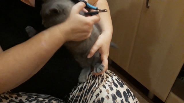 Как подстричь когти котенку? / Заводной танец с мамой / КОШКИН ДОМ смотреть онлайн