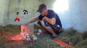 Бройлерам 12 дней   Из брудера в сарай!!!!   Пропойка бройлеров!!!!