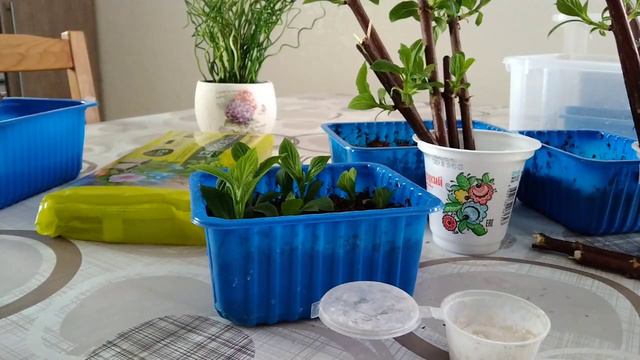 зимнее укоренение метельчатых смотреть онлайн