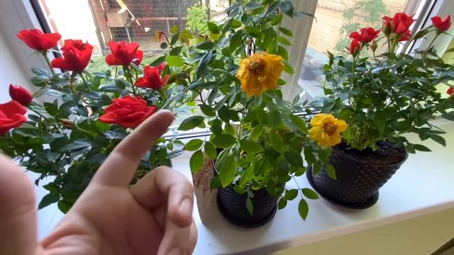 куда ПАПА пропал с МАСЕЙ и МИТЕЙ последние новости смотреть онлайн