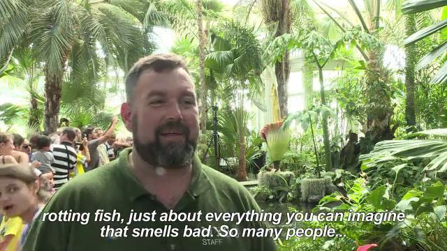 След 80 г. Титаничен аморфофалус отново разцъфтя в Ню Йорк. смотреть онлайн