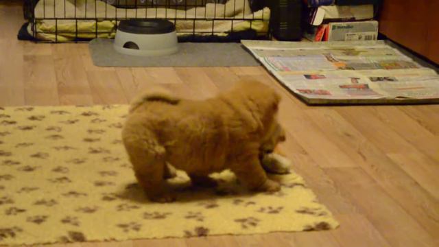 Лута играет (2) смотреть онлайн