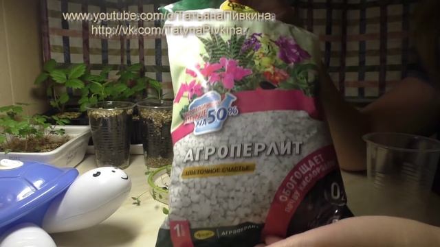 #Львиный зев (ч.3) #ПИКИРОВКА по стаканчикам, 30.03.2016 г. смотреть онлайн